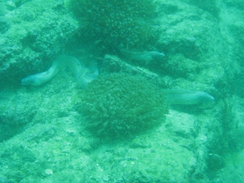 3 albino eels