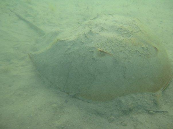 Horseshoe Crab