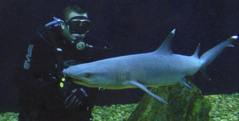 Diving with sharks