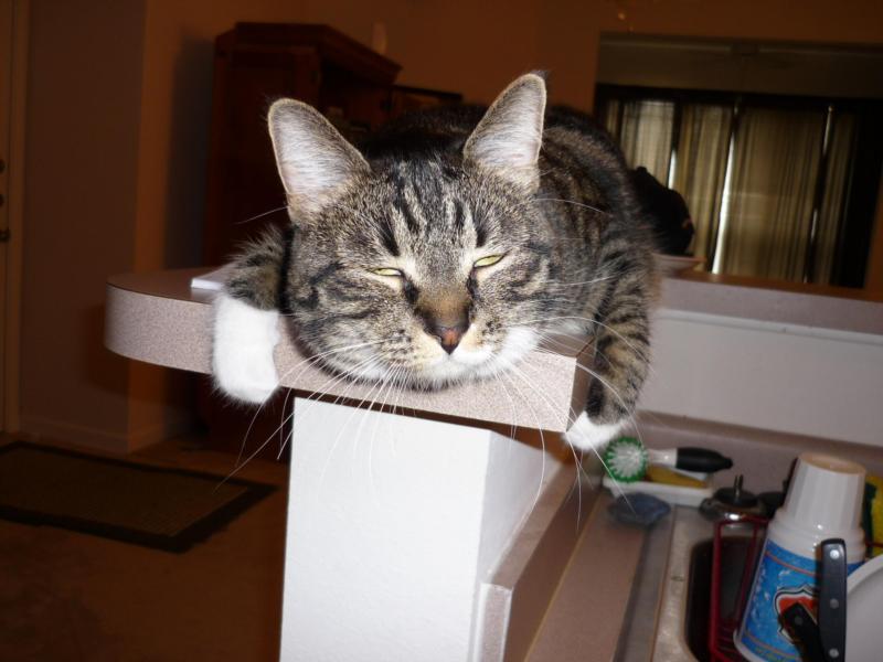 No i haven`t seen the bird!