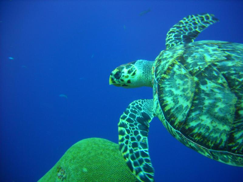 Cozumel Turtle