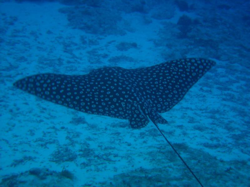 Big Eagle Ray