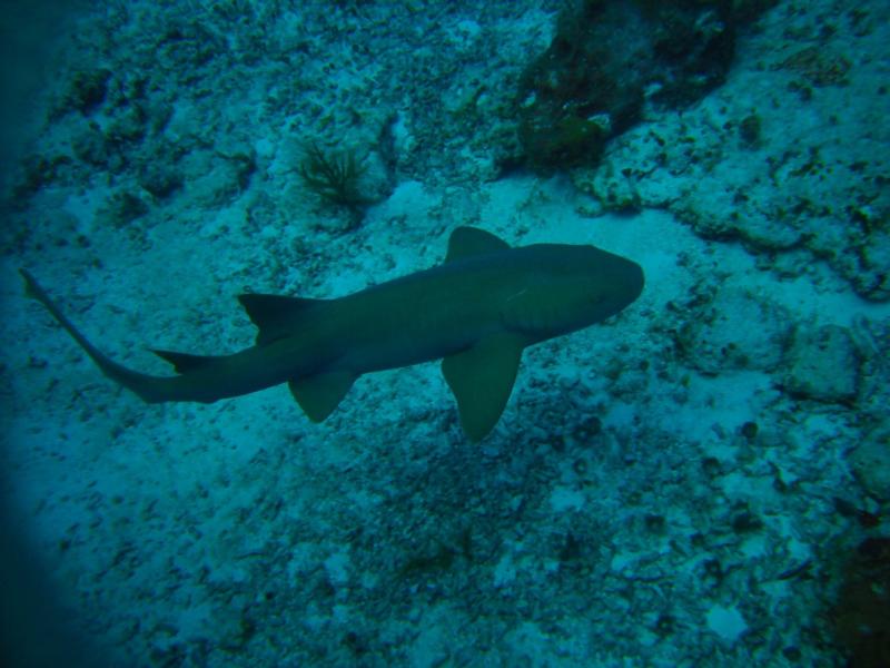 Nurse Shark