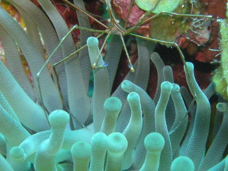 Arrow Crab on Anemone