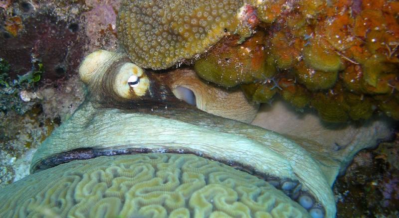 Octopus hiding out