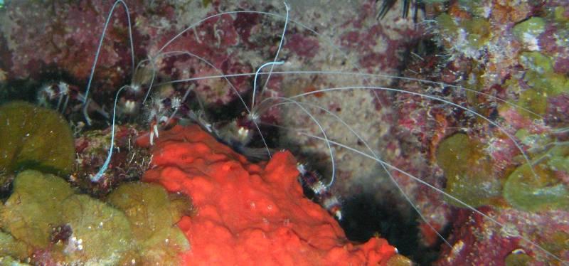 Red banded coral shrimp