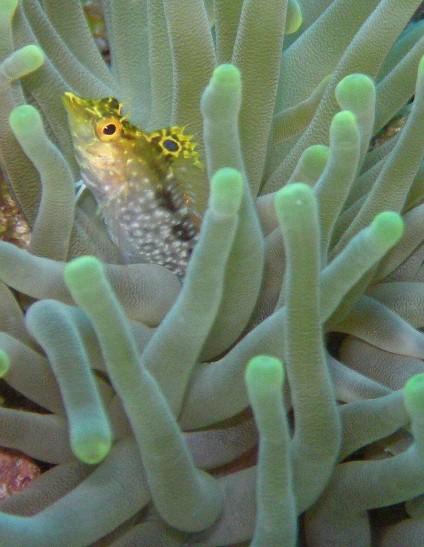 Diamond Blenny and Anemone