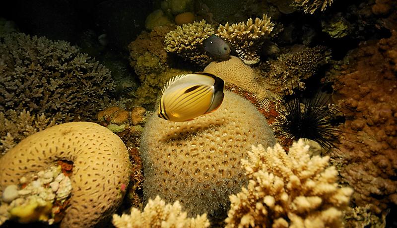 Red sea, dahab, Egypt
