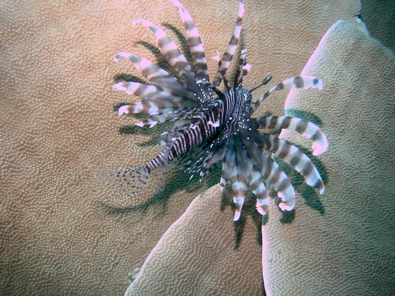 lionfish dive buddy