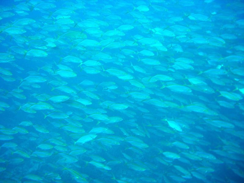 Waiting for whale sharks-Gladden Spit