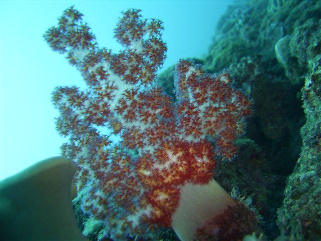 Okinawa