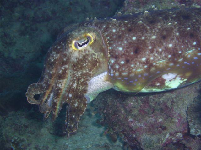 Okinawa