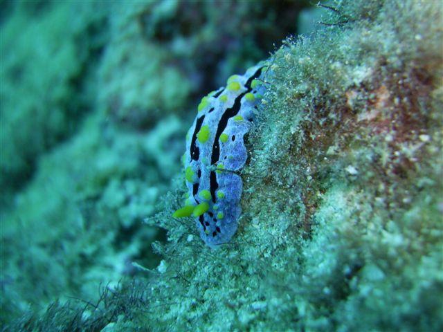 Okinawa
