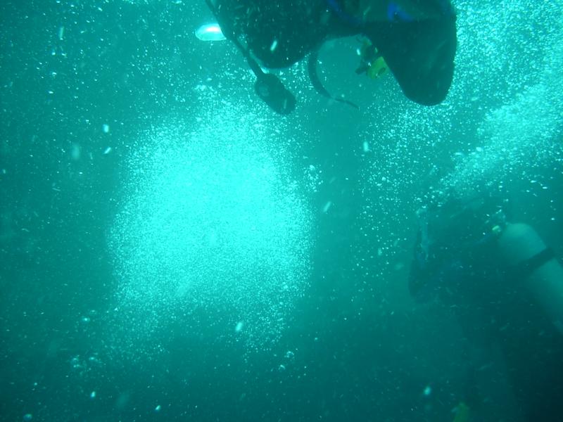 fla dive