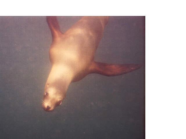 A little Seal Island fun