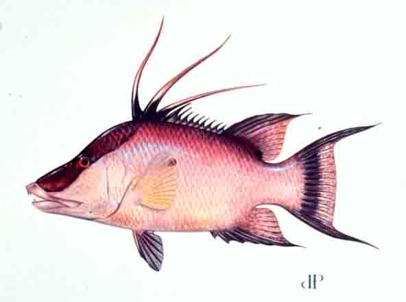 Hogfish