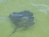Southern Stingray, Grand Cayman, Stingray City