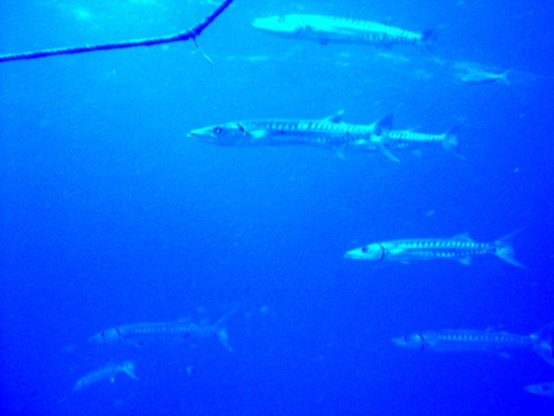 Great Barracuda at Key Largo