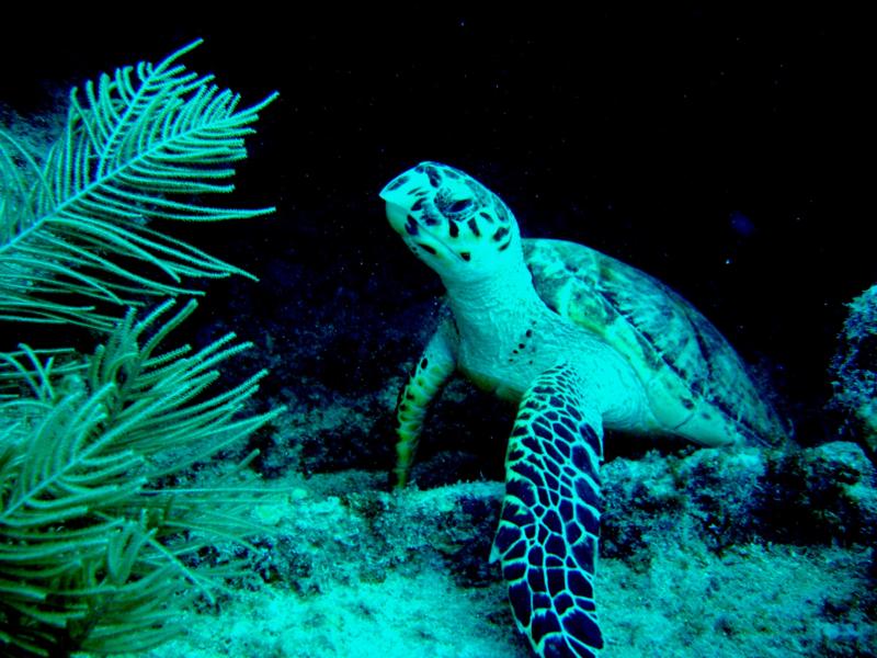 Sea Turtle At The HMS Benwood, Key Largo
