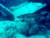 Great Barracuda At The HMS Benwood, Key Largo