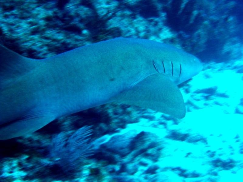 6Ft. Nurse Shark at the USS City of Washington, Key Largo