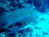 6Ft. Nurse Shark at the USS City of Washington, Key Largo