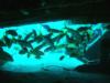 Yellow Goatfish under the hull of the HMS Benwood, Key Largo