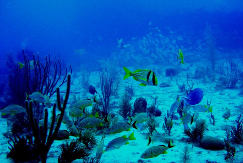 Porkfish and Grunts at the HMS Benwood, Key Largo