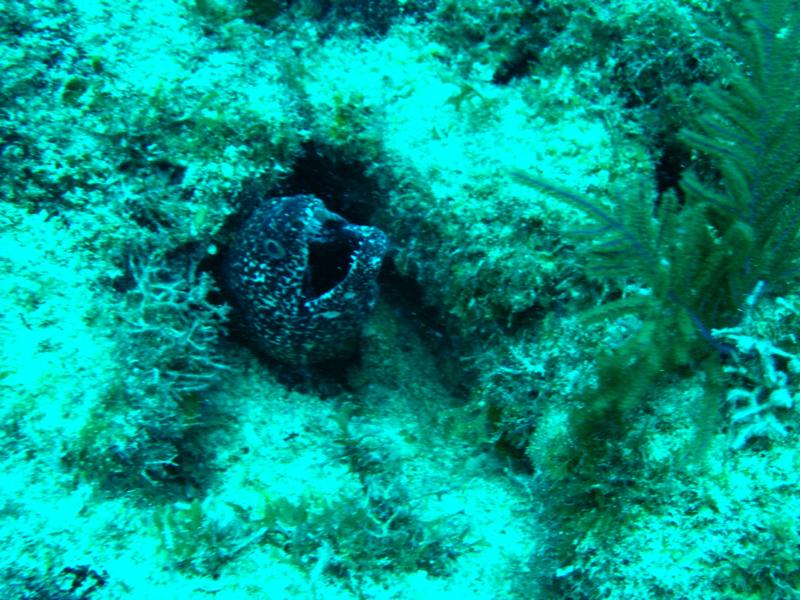 Spotted Moray Eel at the HMS Benwood, Key Largo