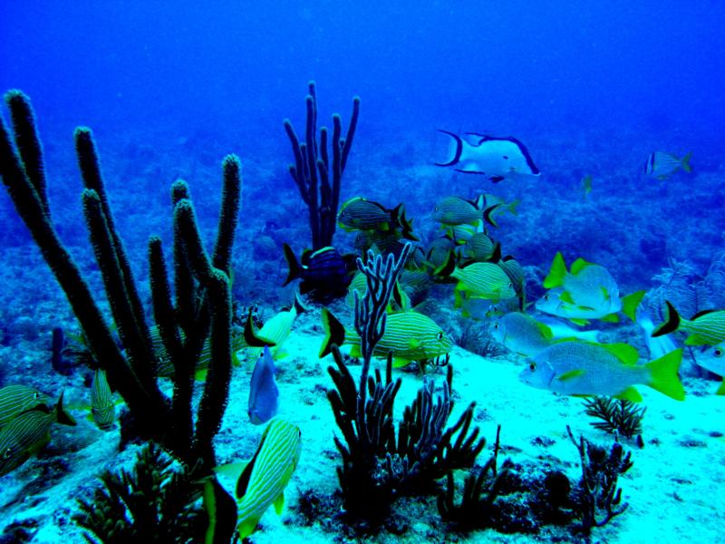 Goatfish & Grunts at the HMS Benwood, Key Largo