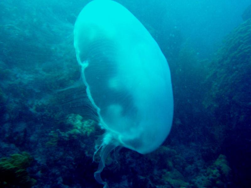 Giant Jellyfish, at Dry Rocks Reef, Key Largo