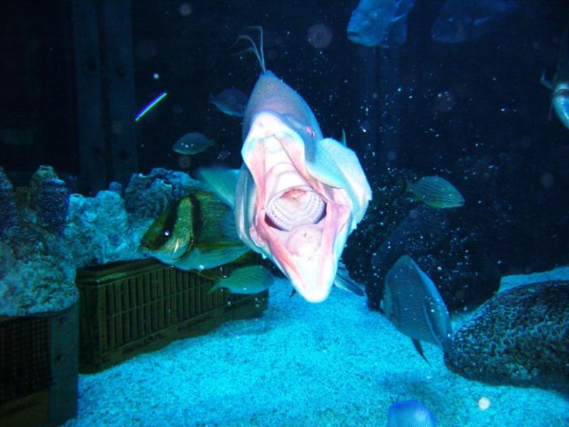 Hogfish Yawning - New England Aquarium