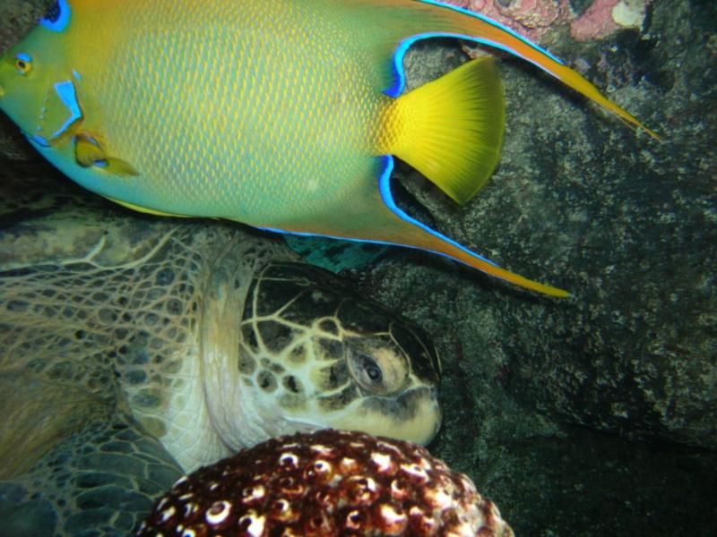 Queen Angle & Green Sea Turtle - New England Aquarium