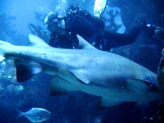 Sand Tiger & Me - New England Aquarium