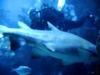 Sand Tiger & Me - New England Aquarium