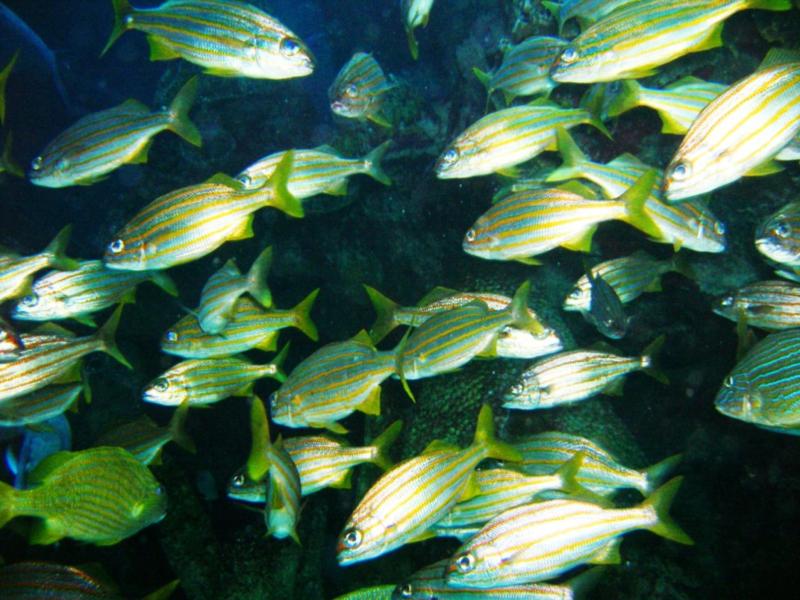 Small Mouth Grunts - New England Aquarium