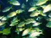 Small Mouth Grunts - New England Aquarium