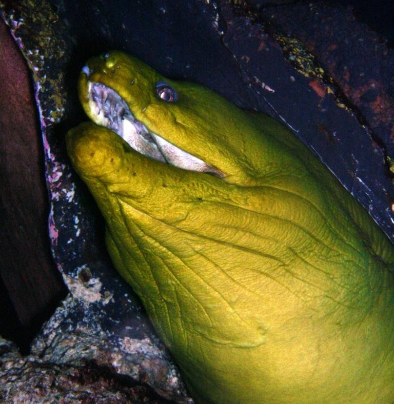 Giant Green Moray - New England Aquarium