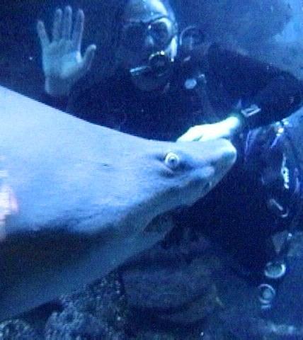 Nosey Sand Tiger - New England Aquarium