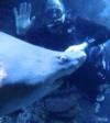 Nosey Sand Tiger - New England Aquarium