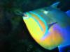 Parrotfish - New England Aquarium