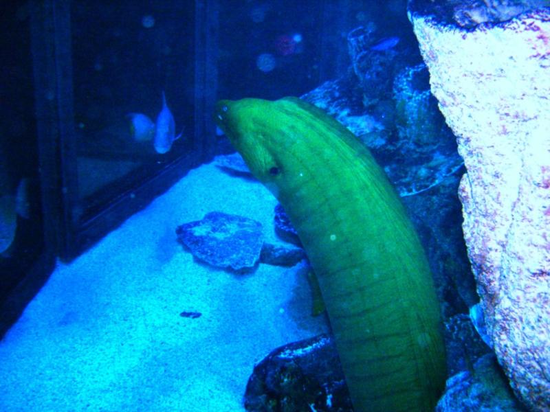 Giant Green Moray2 - New England Aquarium