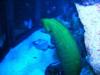 Giant Green Moray2 - New England Aquarium