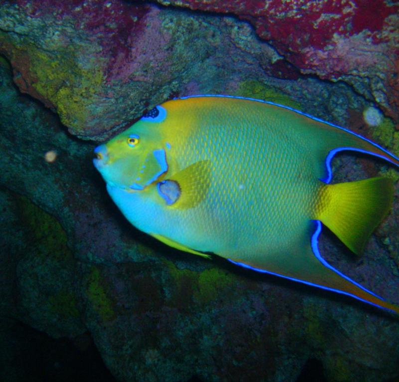 Queen Anglefish2 - New England Aquarium