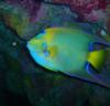 Queen Anglefish2 - New England Aquarium