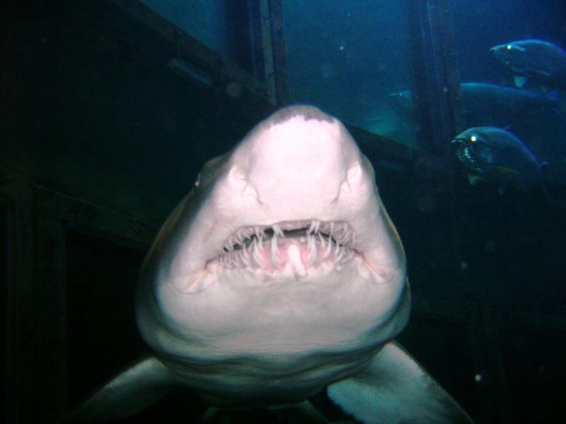 Sand Tiger2 - New England Aquarium