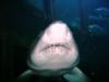 Sand Tiger2 - New England Aquarium