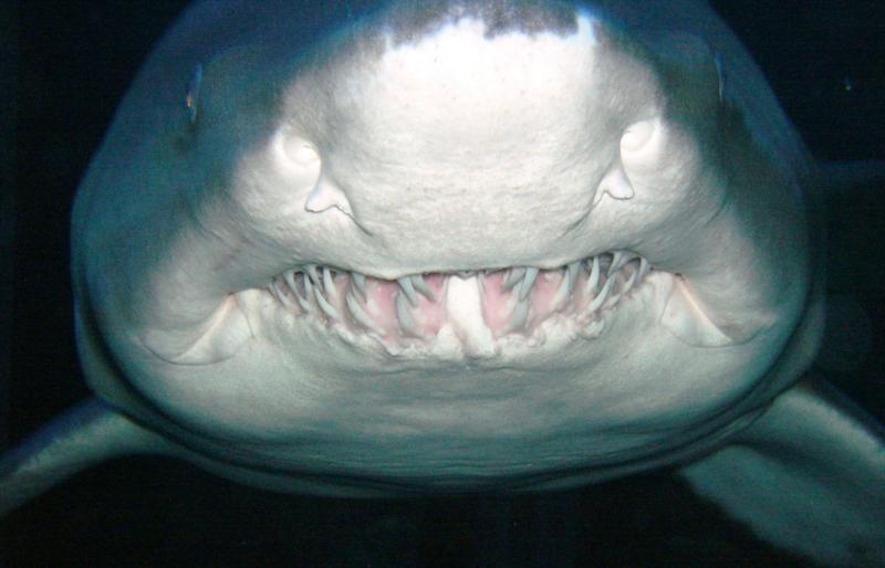 Sand Tiger, Up Close & Personal - New England Aquarium