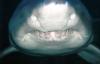 Sand Tiger, Up Close & Personal - New England Aquarium