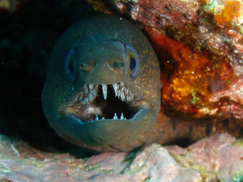an eel